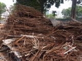 THU MUA PHIẾU LIỆU GIÁ CAO TÂN UYÊN